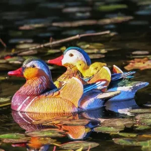 Canard Mandarin Flottant en Résine - Décoration de Jardin et Piscine