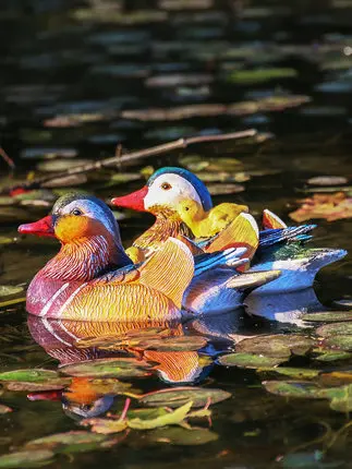 Canard Mandarin Flottant en Résine - Décoration de Jardin et Piscine