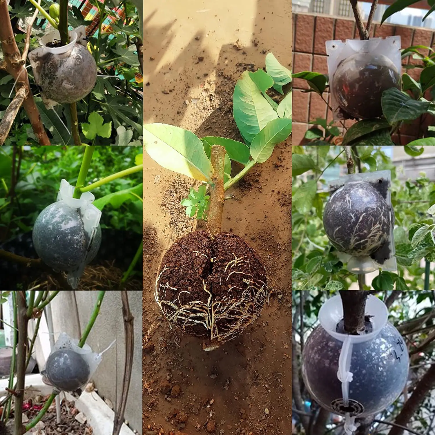 Kit de Boule de Marcottage Réutilisable pour Plantes – Image 6